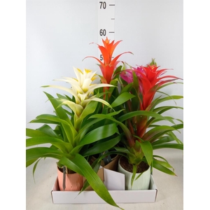 Guzmania   ...mix