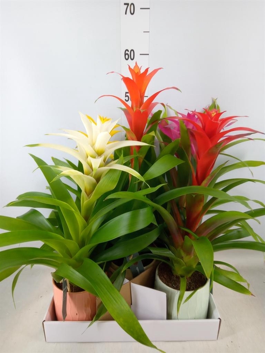 <h4>Guzmania ...mix</h4>