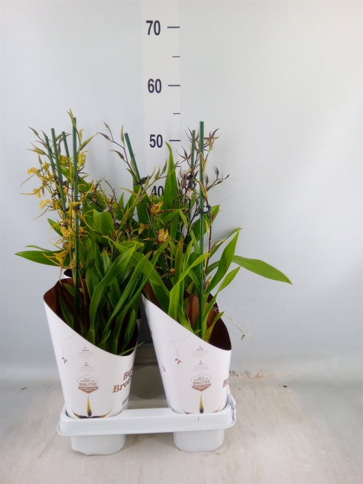 <h4>Brassia  'Summer Dream'</h4>