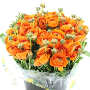 Ran Su Sr Lambada Orange Super