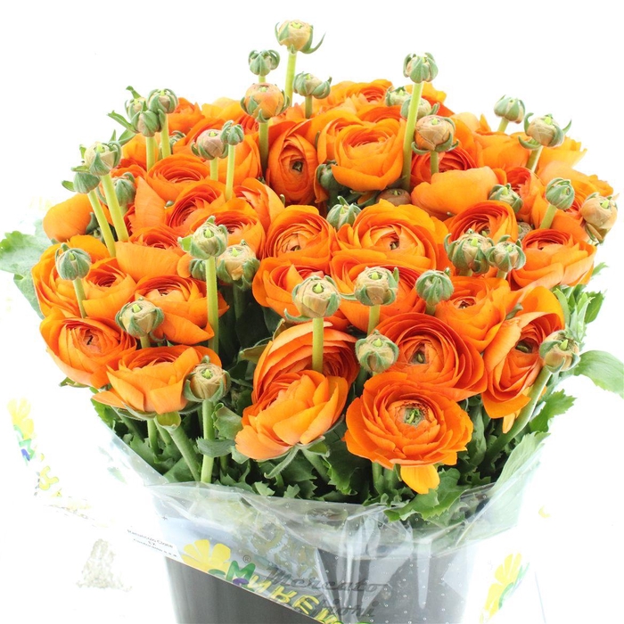 <h4>Ran Su Sr Lambada Orange Super</h4>