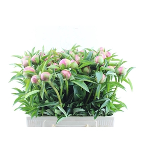 Paeonia L Coral Charm