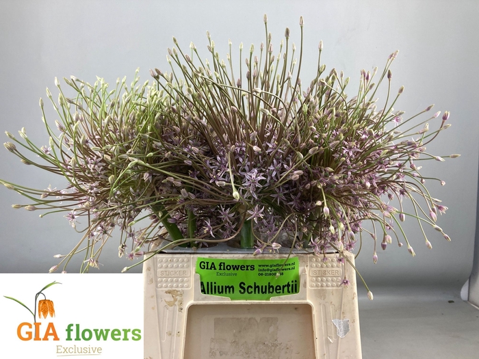 <h4>ALLIUM SCHUBERTII</h4>