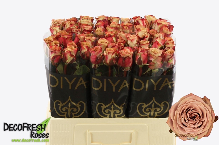 <h4>R Gr Cappuccino</h4>