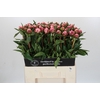 Paeonia Sarah Bernhardt