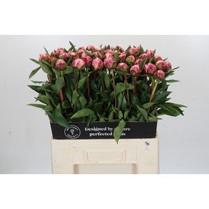 Paeonia Sarah Bernhardt