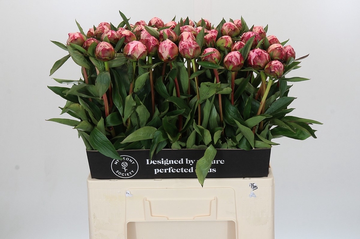 Paeonia Sarah Bernhardt