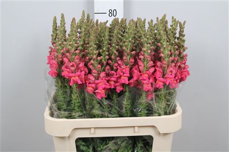 <h4>Antir Poto Rose</h4>