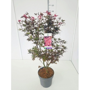 Acer palmatum Pixie