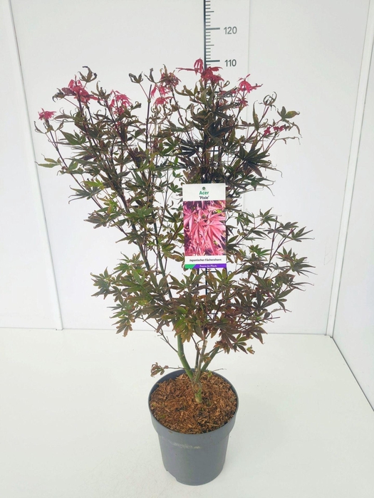 <h4>Acer palmatum Pixie</h4>