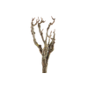 Syringa Branch Extra Daugherty