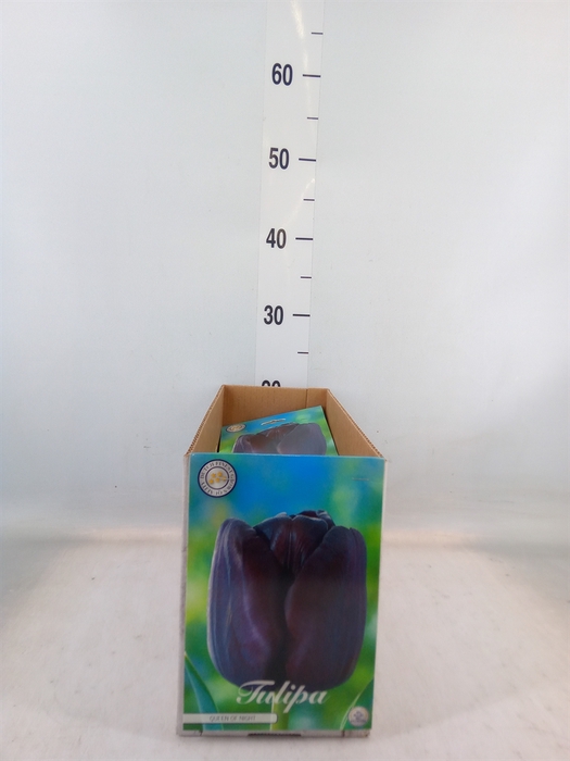 <h4>Tulipa   ...flowerbulbs</h4>