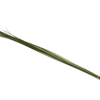 Steelgrass Speargrass Vacuum X5