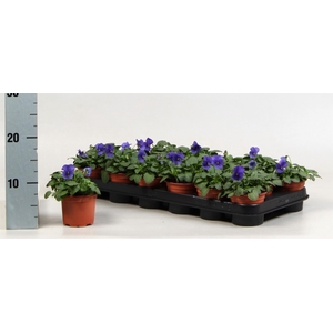 Viola corn. 'Evo Mini Violet Beaco'