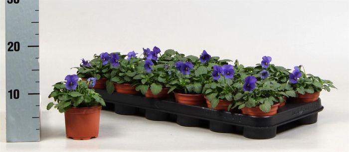 <h4>Viola corn. 'Evo Mini True Blue'</h4>