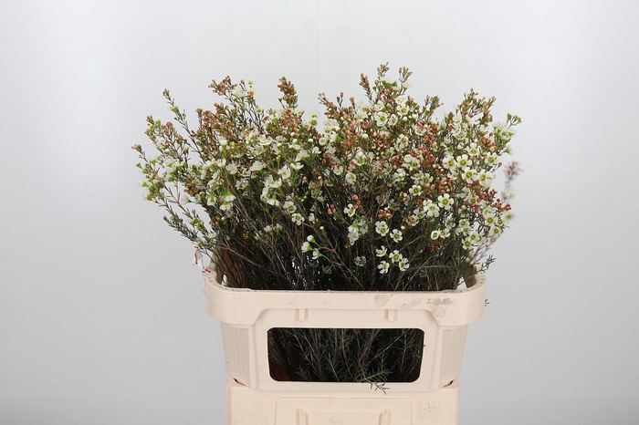 <h4>Chame Me Sirius</h4>