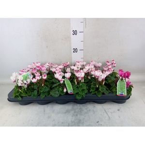 Cyclamen KL 'Verano Victoria'