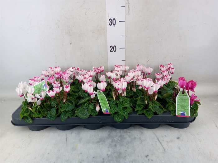 <h4>Cyclamen KL 'Verano Victoria'</h4>
