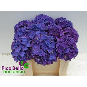 Hydrangea rodeo purple