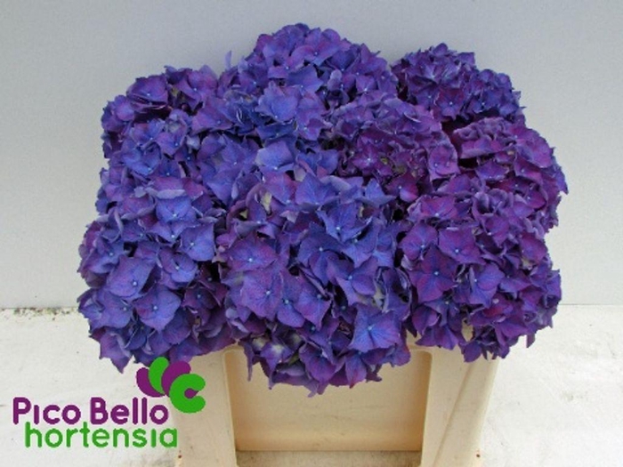 <h4>Hydrangea rodeo purple</h4>