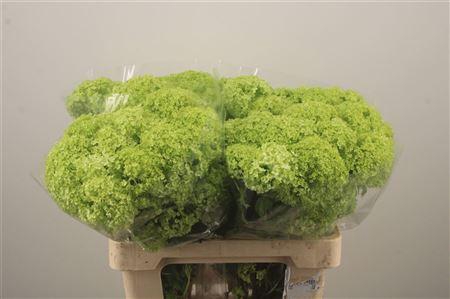 Viburnum Roseum St 3+