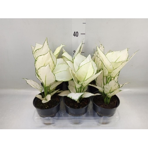 Aglaonema  'White Joy'