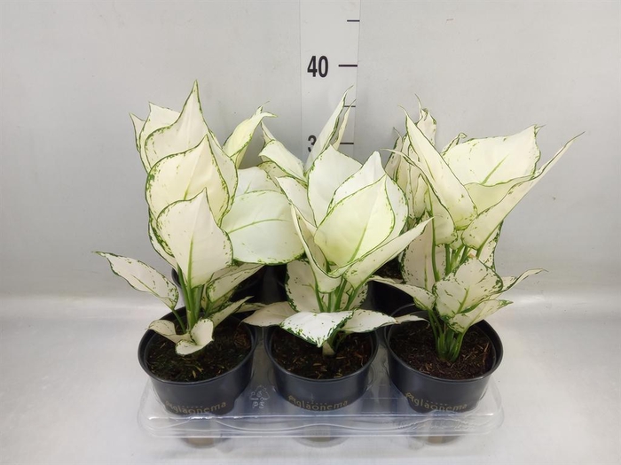 <h4>Aglaonema  'White Joy'</h4>