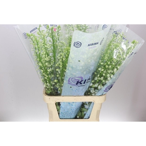 Delph El Fountain Sky Blue