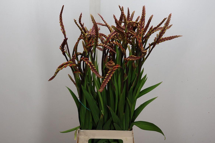 <h4>Chasman Saturnus</h4>