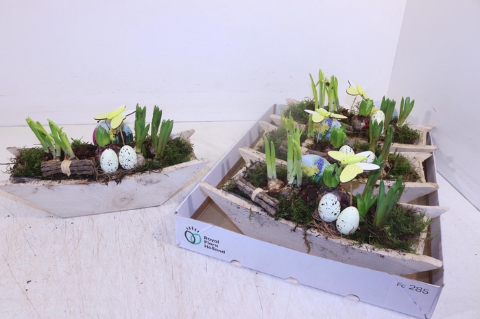 <h4>ARR BOL KNOLGEWAS</h4>