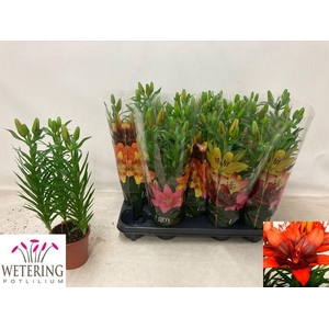 LILIUM ASIAN 3 STEEL