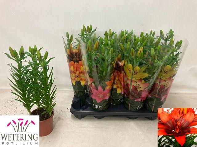 <h4>LILIUM ASIAN 3 STEEL</h4>