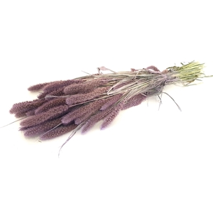 DRIED FLOWERS - SETARIA frosted milka