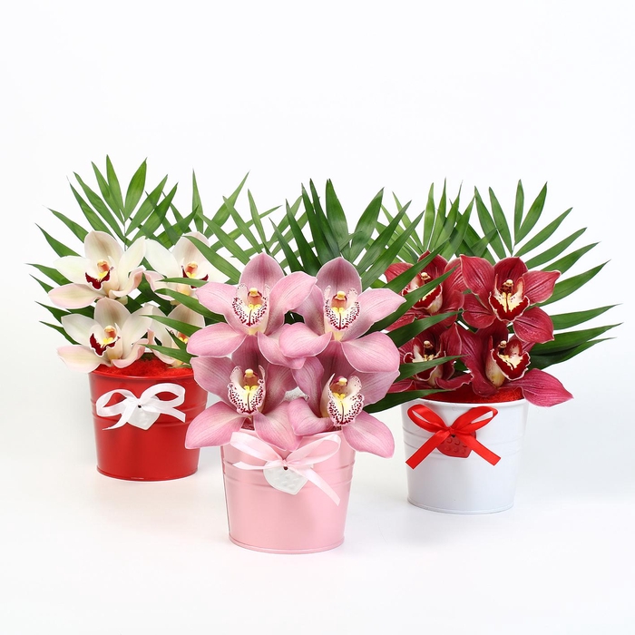 <h4>CYMB VERPAKT P BLOEM 5013</h4>