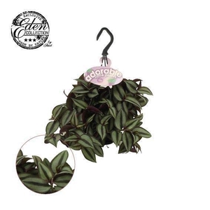 Tradescantia zebr. 'Purpusii'