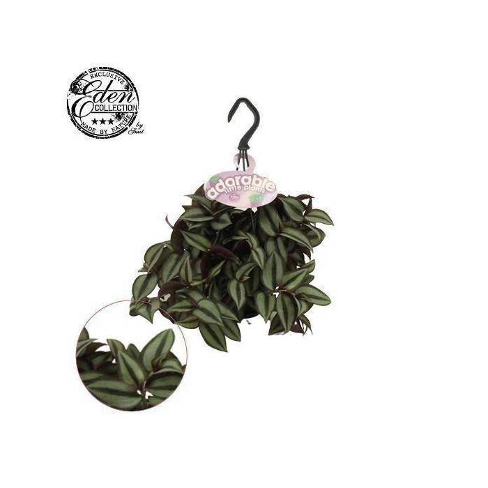 <h4>Tradescantia zebr. 'Purpusii'</h4>