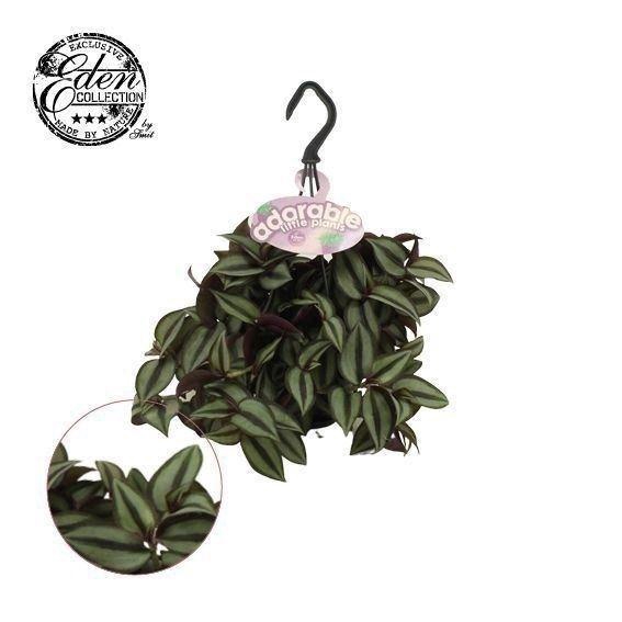 <h4>Tradescantia zebr. 'Purpusii'</h4>