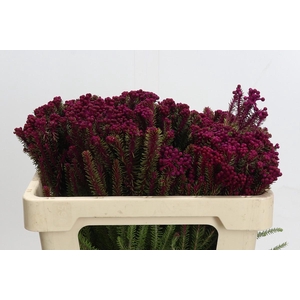 Kaaps Groen Palaecea Cerise