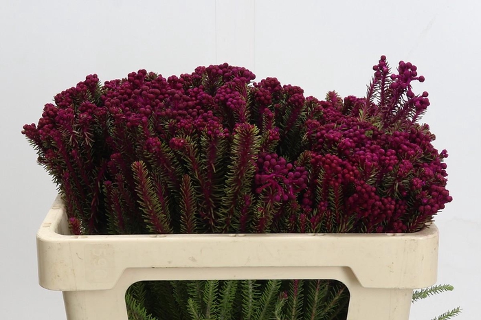 <h4>Kaaps Groen Palaecea Cerise</h4>