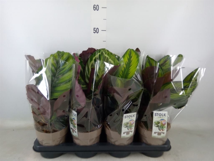 <h4>Calathea   ...mix 4</h4>