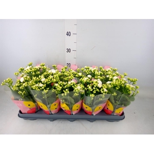 Kalanchoe  'RoseFlow Greta'