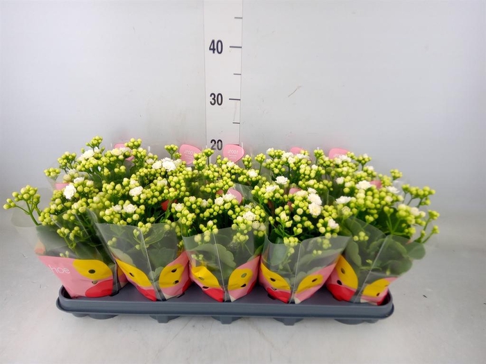 <h4>Kalanchoe  'RoseFlow Greta'</h4>
