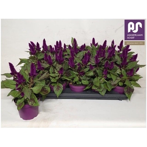 CEL DEEP PURPLE