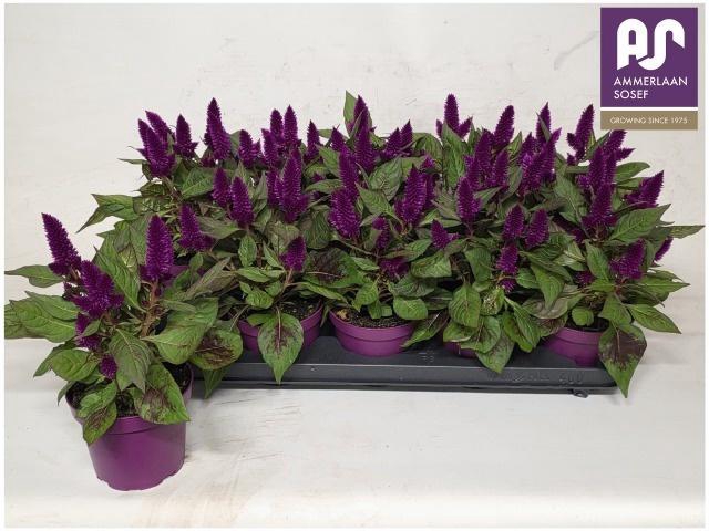 <h4>CEL DEEP PURPLE</h4>