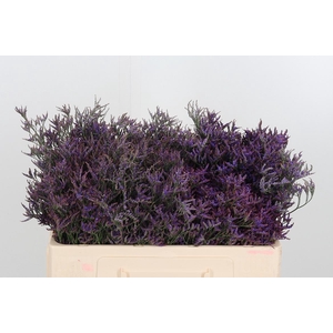 Lim Safora Dark Blue