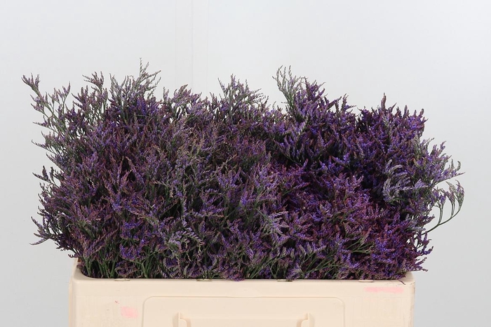 <h4>Lim Safora Dark Blue</h4>