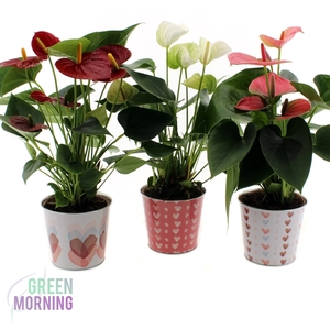 Anthurium 3 kleuren in zinken ompot 12 cm