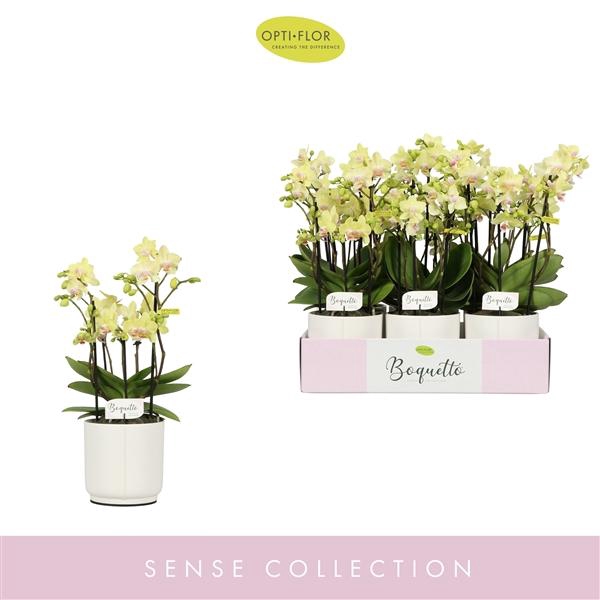 <h4>Boquetto Sensation 3-5 spike in Lazio White</h4>