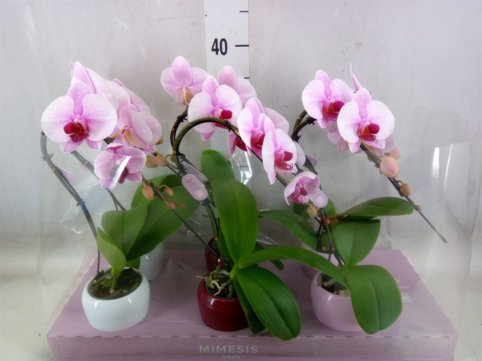 <h4>Phalaenopsis   ...rose</h4>
