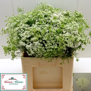 AMMI MAJUS